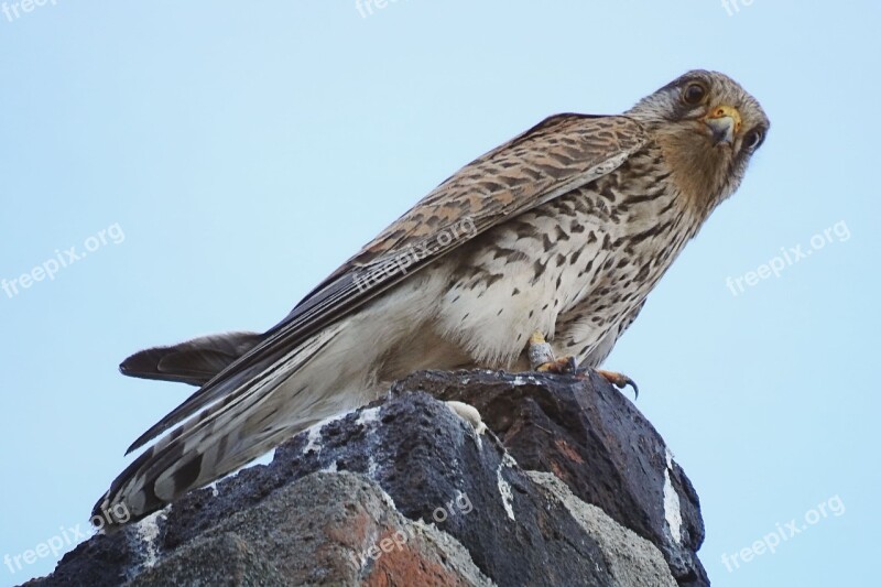 Bird Kestrel Bird Of Prey Plumage Falcon