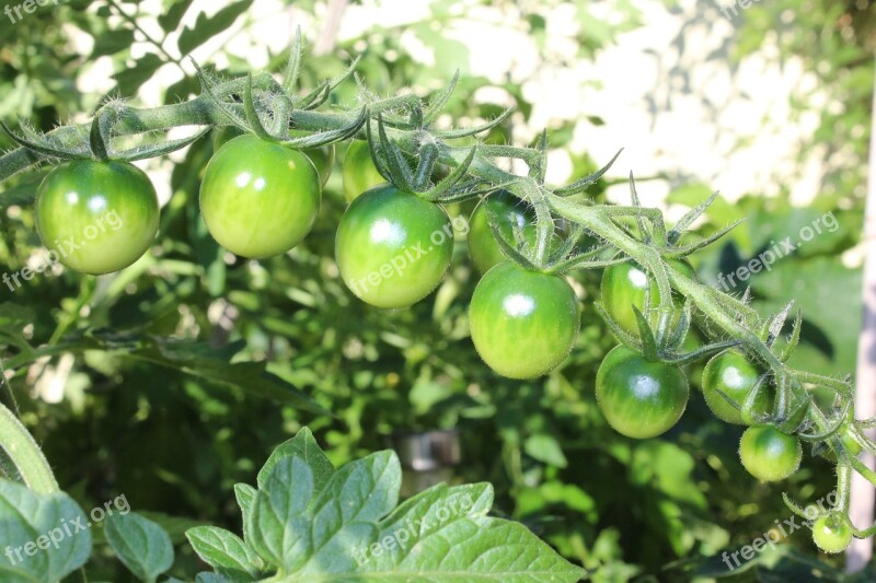 Tomatoes Fried Green Tomatoes Trusses Vegetables Red