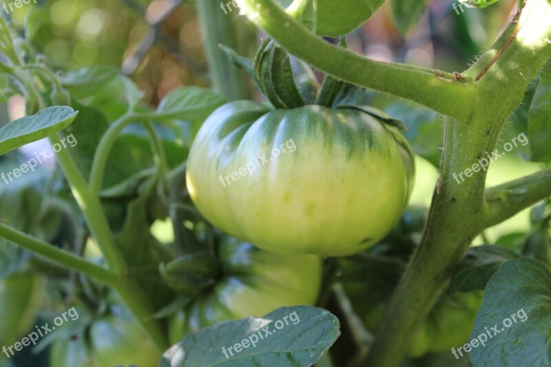 Fried Green Tomatoes Tomato Healthy Food Green