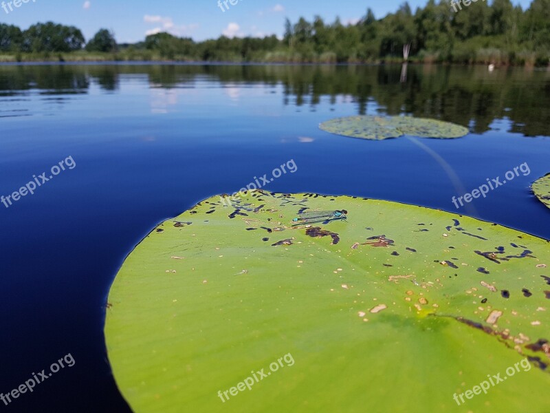 Lily Pad Dragonfly Insect Beaker Bridesmaid Aquatic Plant