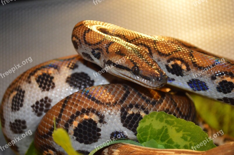 Boa Constrictor Snake Reptile Rainbow Brazilian