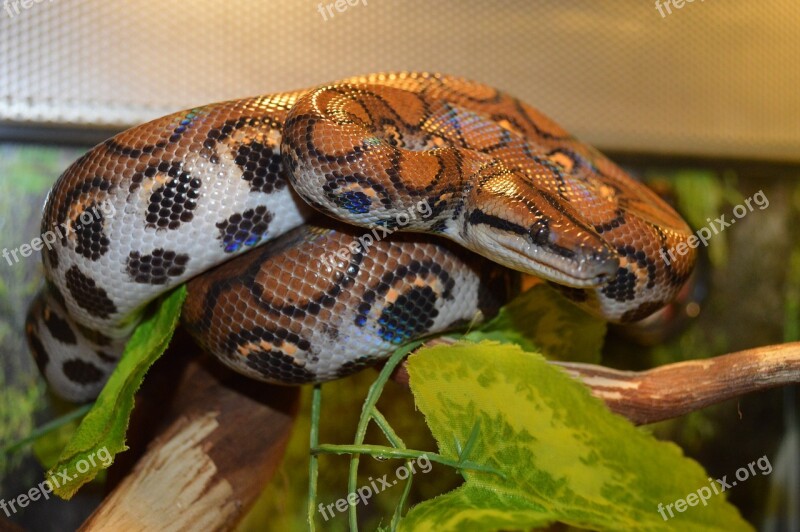 Boa Constrictor Snake Reptile Rainbow Boa The Brazilian Boa Constrictor