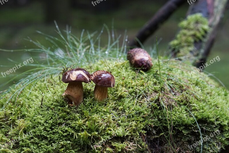 Natural Brunstokket Rørhat Tree Stump Moss Forest Floor