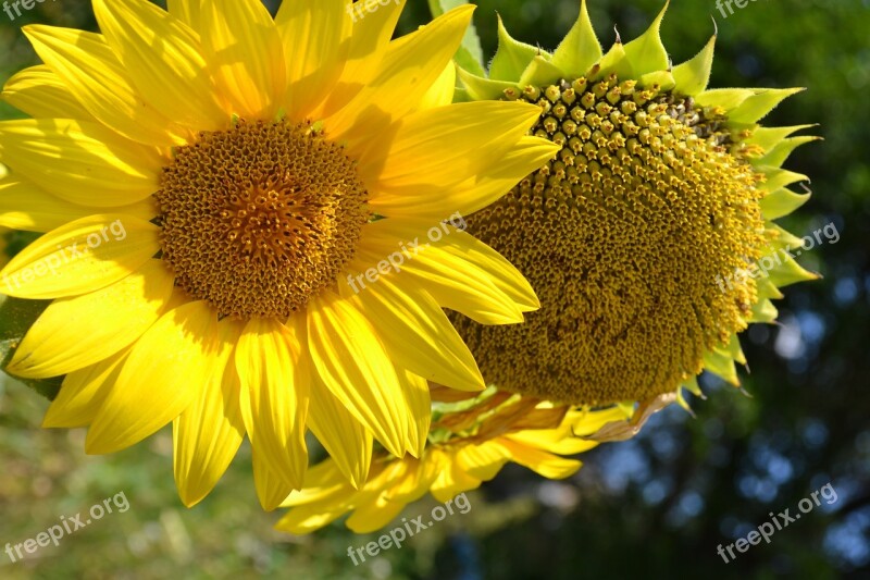 Sun Sunflowers Flowers Yellow Free Photos