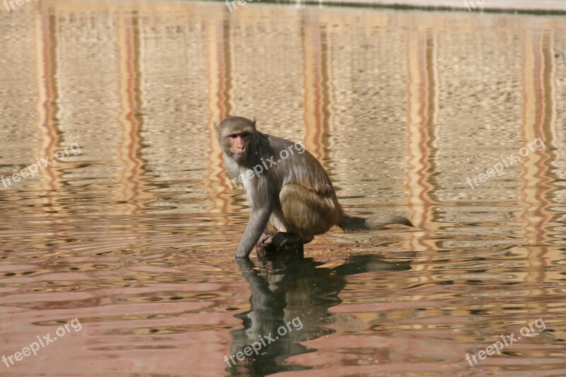 Little Monkey Mammal Animal India Monkey In The Water