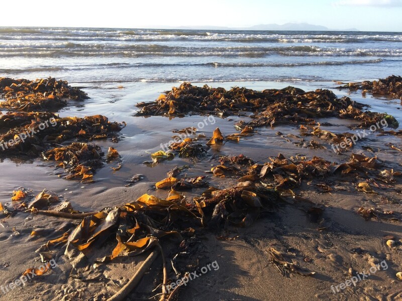 Sea Seaside Water Waves Seaweed