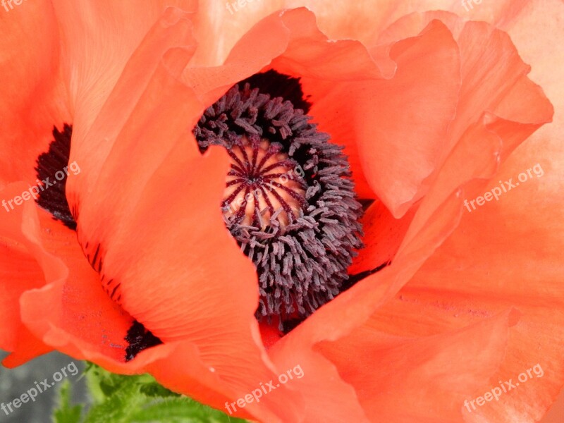 Papaver Poppy Flower Nature Plant