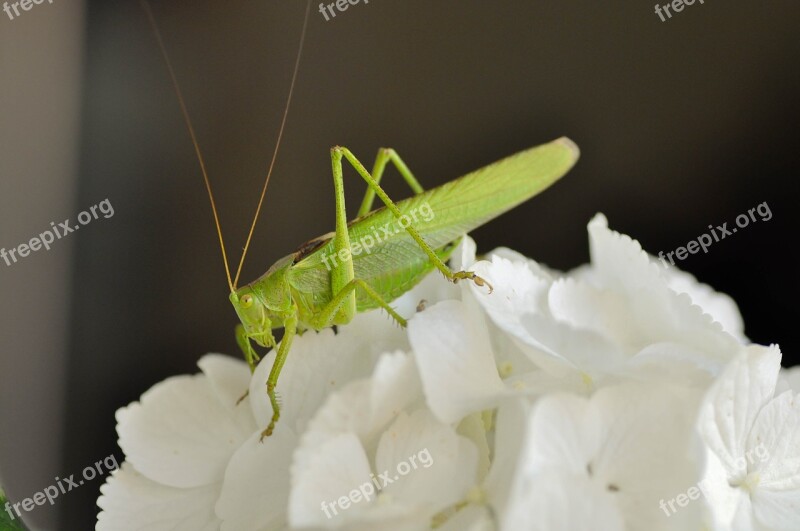 Grasshopper Insecta Green Macro Nature