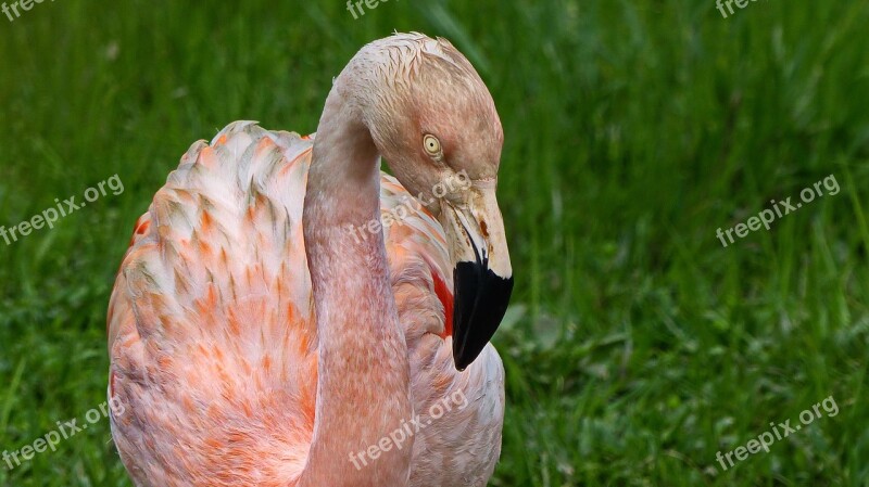 Flamingo Pink Nature Bird Wild