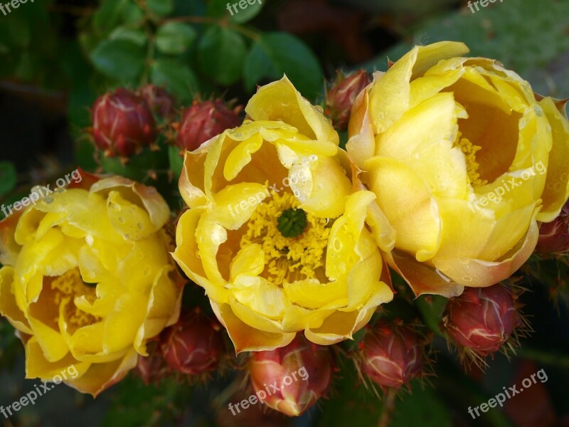 Cactus Flower Cactus Flowering Cactus Rare Flower Detail Flowers