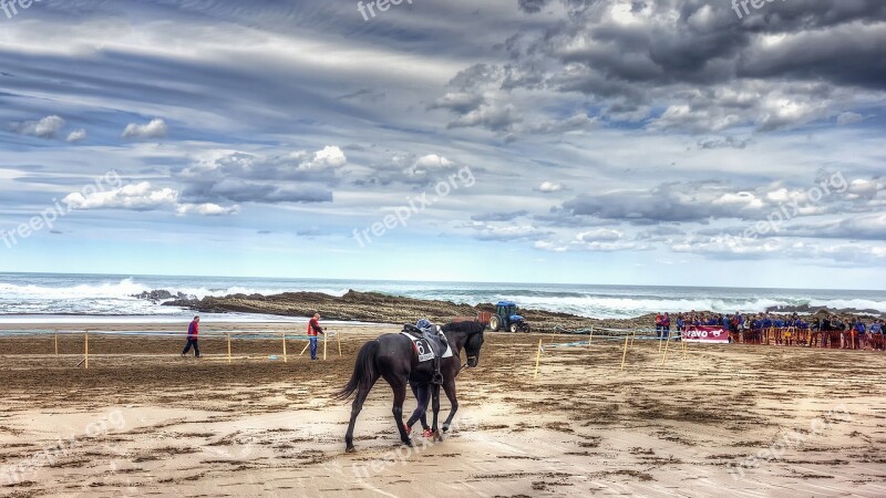 Horse Racing Horse Race Horse Runs Animal