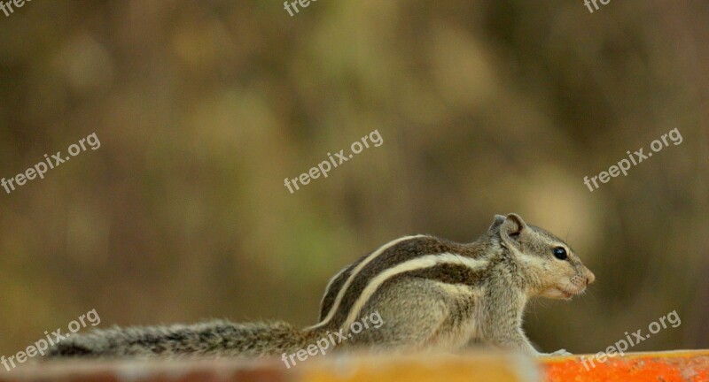 Squirel Bharat Wildlife Banswara Free Photos