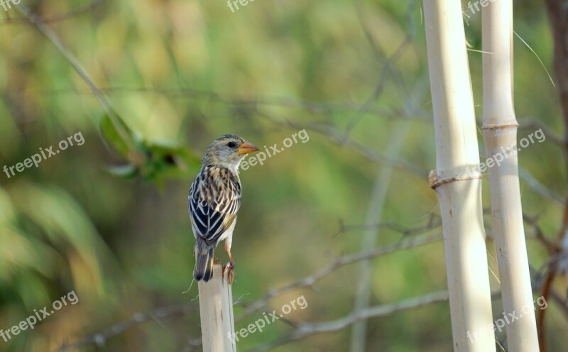 Home Sparrow Bharat Banswara Free Photos