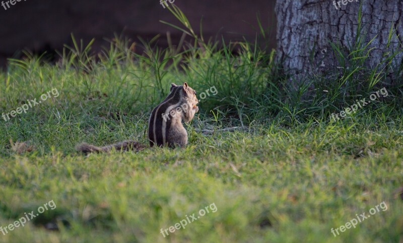 Squirel Wildlife Bharat Banswara Free Photos