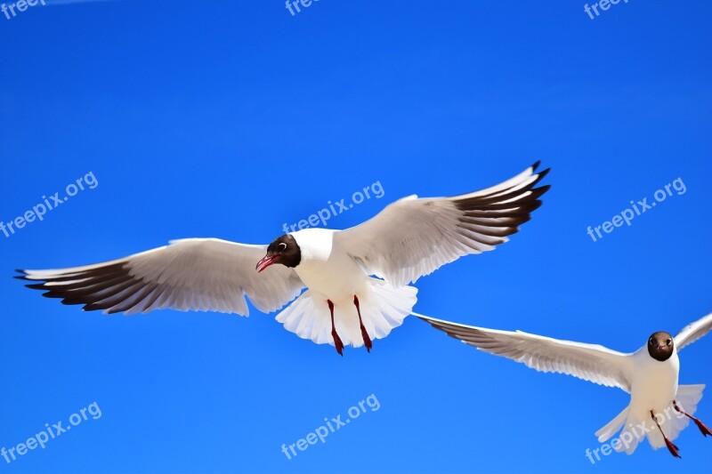 Gulls Birds Flying Freedom Sky