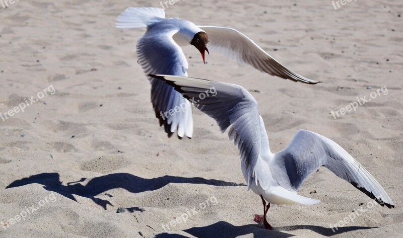 Gulls Fight Dispute Birds Flying