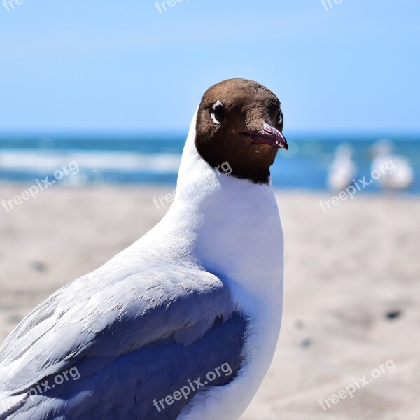 Seagull Bird Plumage Marine Birds Aquatic