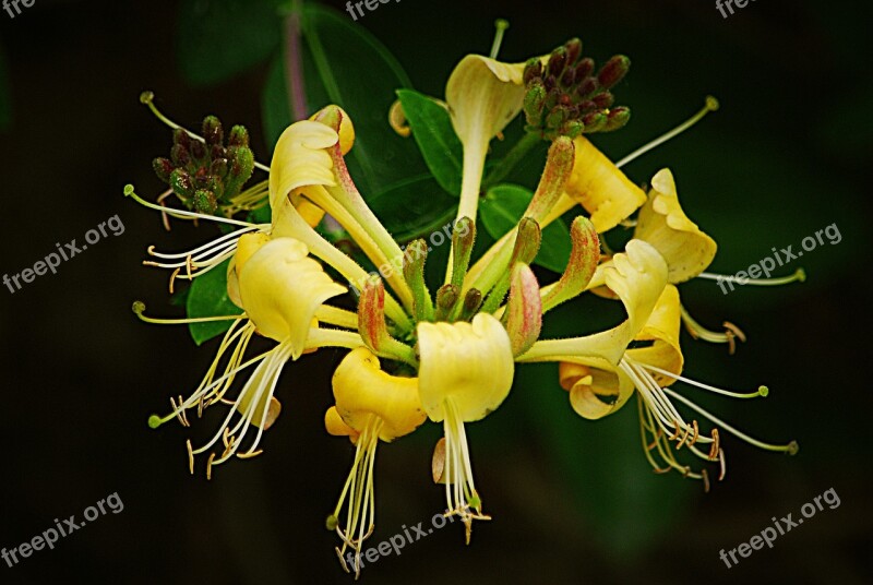 Japanese Honeysuckle Lonicera Halliana That Fragrant Creeper