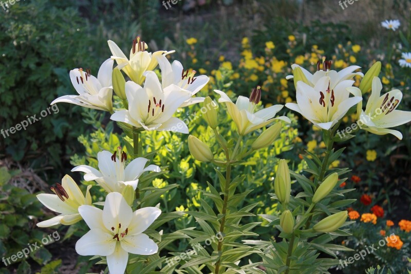 Lily Flowers Summer Garden White