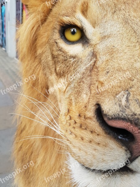 Lion Nature Animal Mane Feline