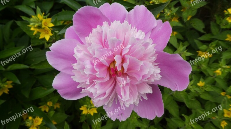 Peony Paeonia Pink Flower Spring Filled