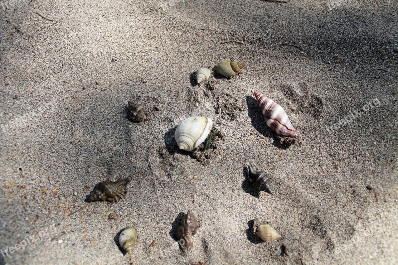 Kupang Ntt Indonesian Beach Snail