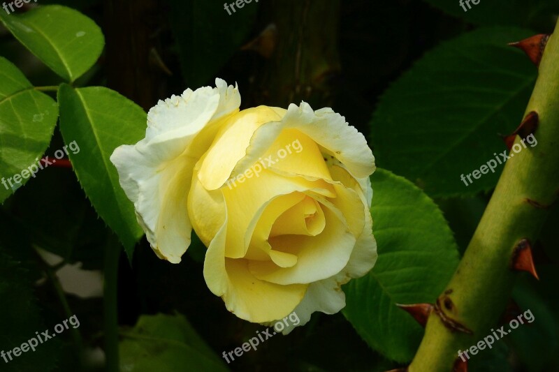 Rose Petals Garden Beauty Yellow Rose Free Photos