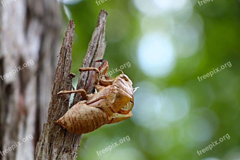 Cicada Chantui The Cicada Shell Summer Metamorphosis