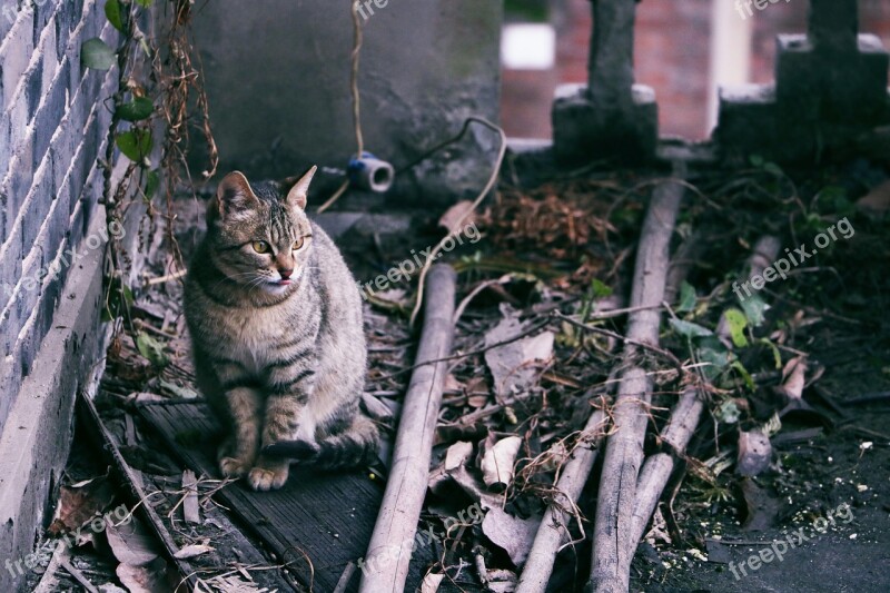 Cat Old Looking For Staring Views