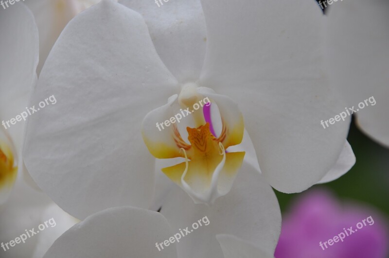 Orchid White Orchid Flower White Flower Plants Flowering