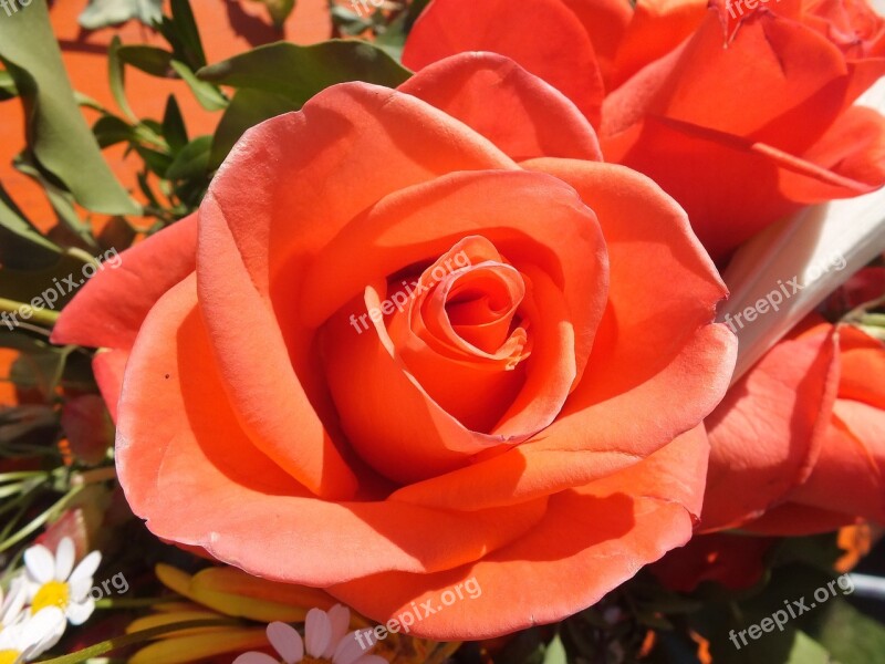 Rose Orange Red Orange Red Orange Blossom