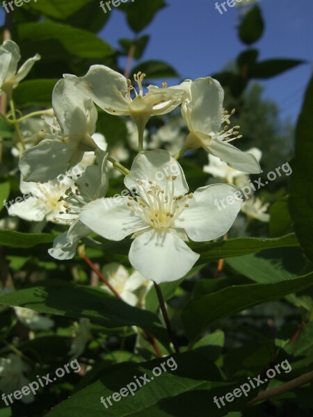 Bush Jasmine Summer White Flowers Macro