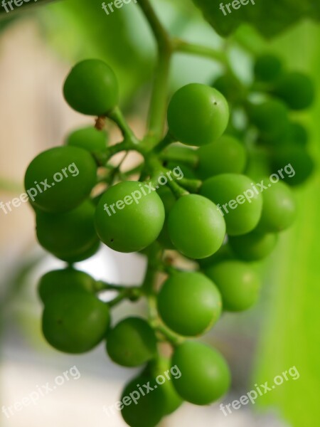 Grapes Green Green Grapes Eat Food