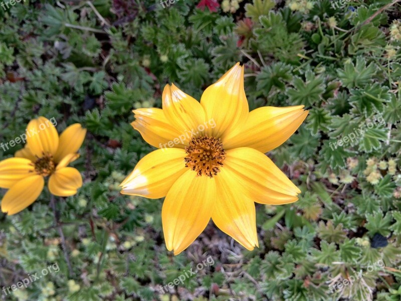 Flower Yellow Yellow Flower Flowers Nature