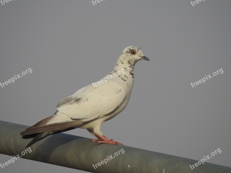 Saudi Arabia Bird Animal Nature