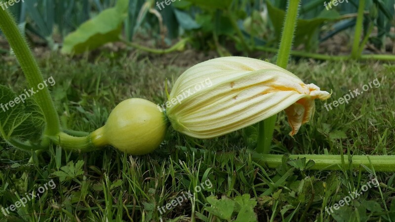 Food Nature No Person Leaf Plant