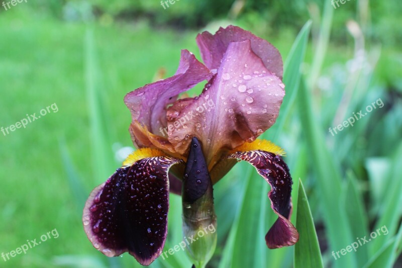 Iris After The Rain Flower Summer June