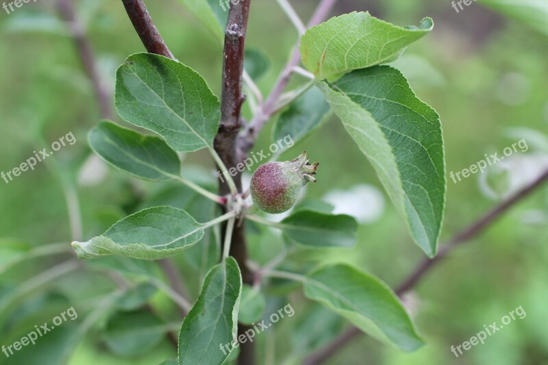 Apple Apple Tree Fruit Garden Nature