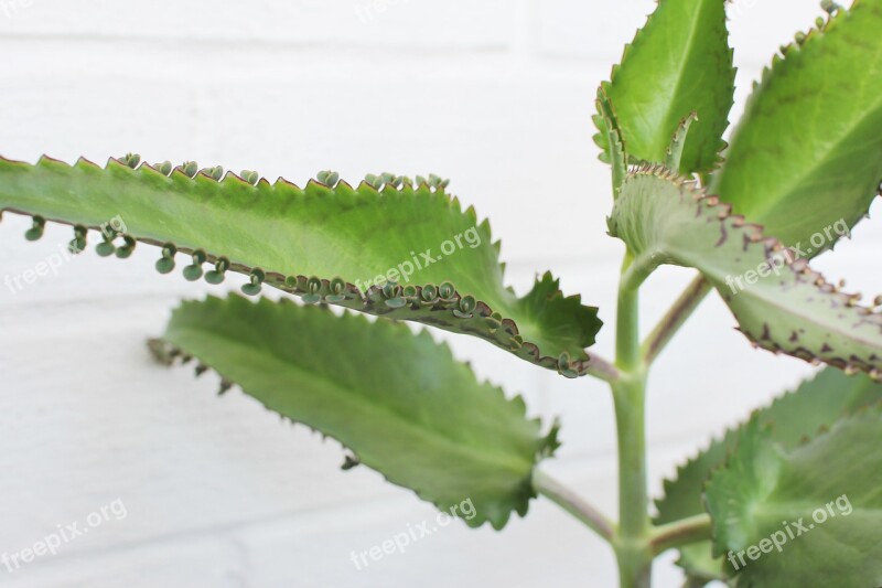 Kalanchoe Medication House Plant Indoor Plant Plant