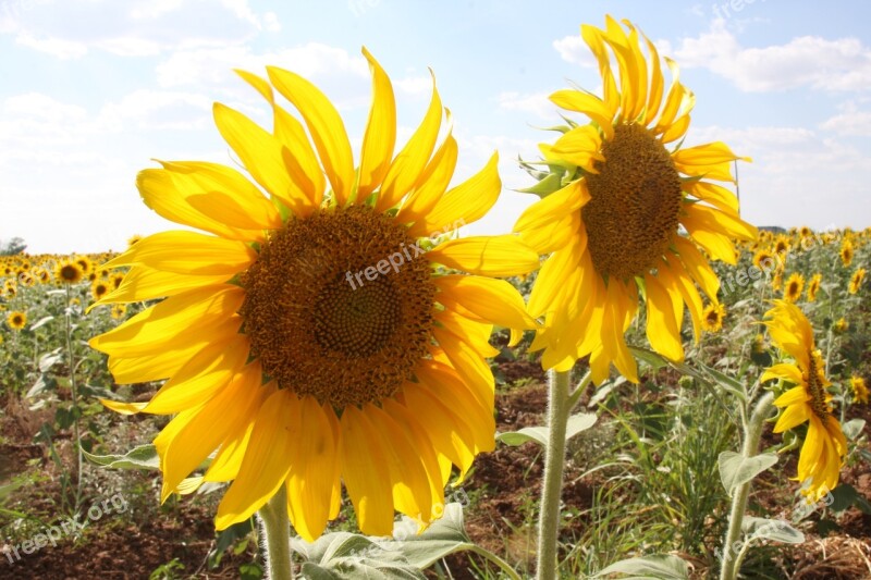 Sunflowers Field Outside Flowers Yellow