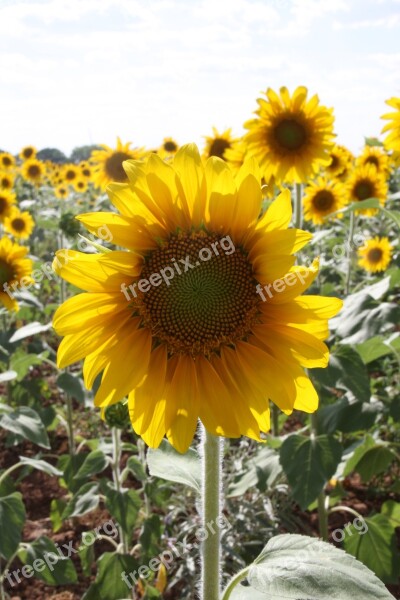 Sunflowers Field Outside Flowers Yellow