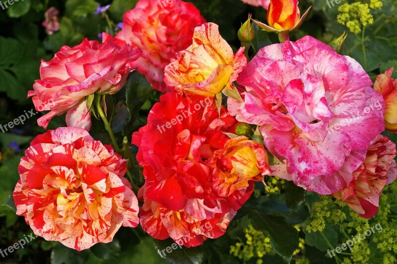 Painter Rose Bicolor Rose Blossom Bloom Yellow Red