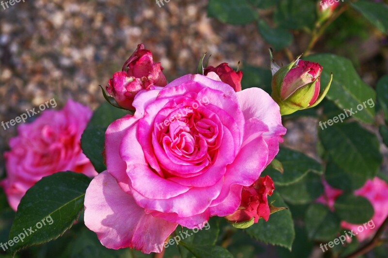 Garden Rose Rose Blossom Bloom Pink