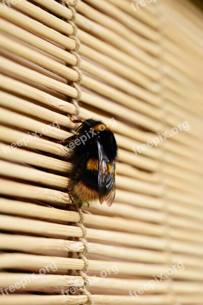 Bee Bumblebee Pollinator Close-up Free Photos