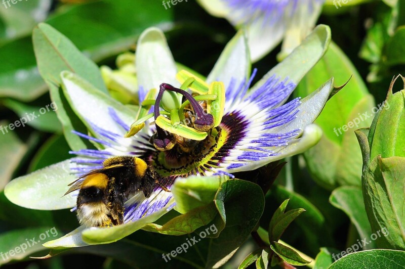 Flowers Passionflower Bumblebee Spring Passiflora