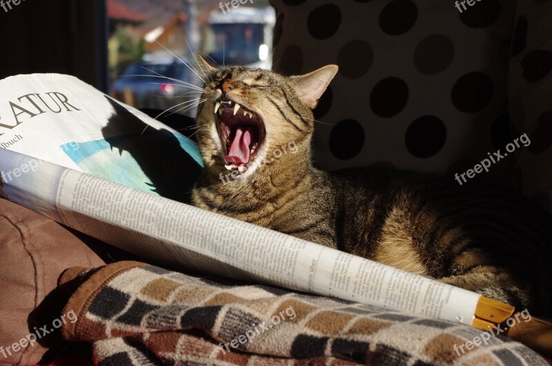 Cat Animal Newspaper Yawn Free Photos