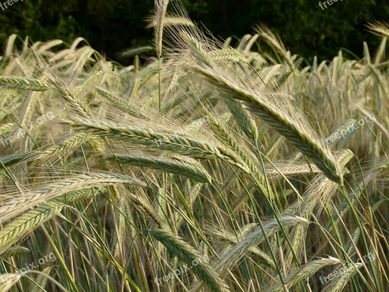 Field Cereals Wheat Field Landscape Agriculture