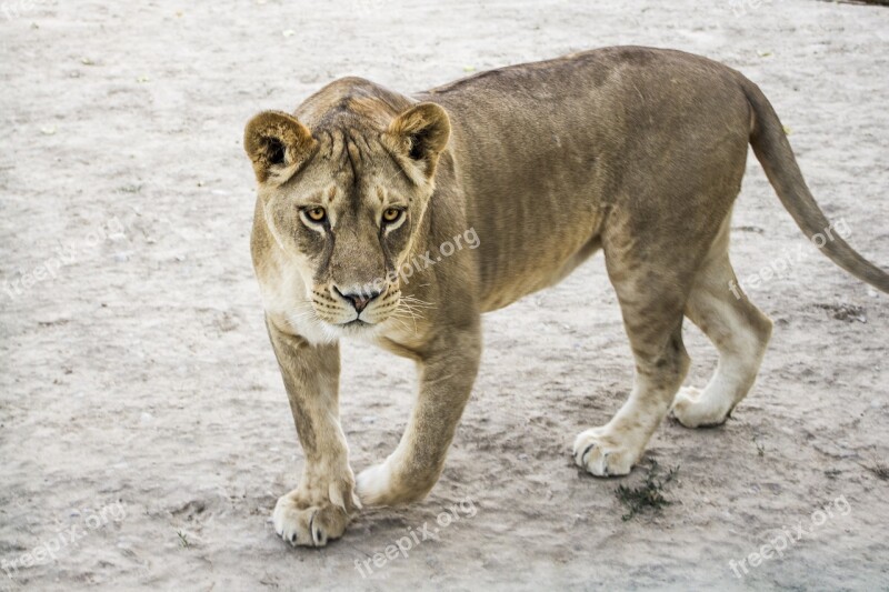 Lioness Zoo Animals Mammals Living Nature