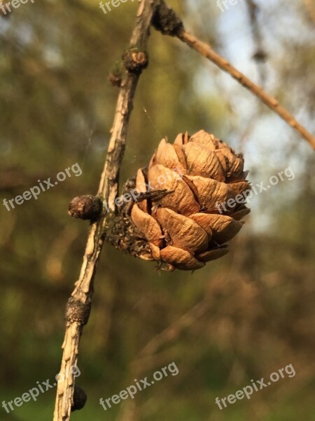 Pine Cone Larch Park Spring Flora