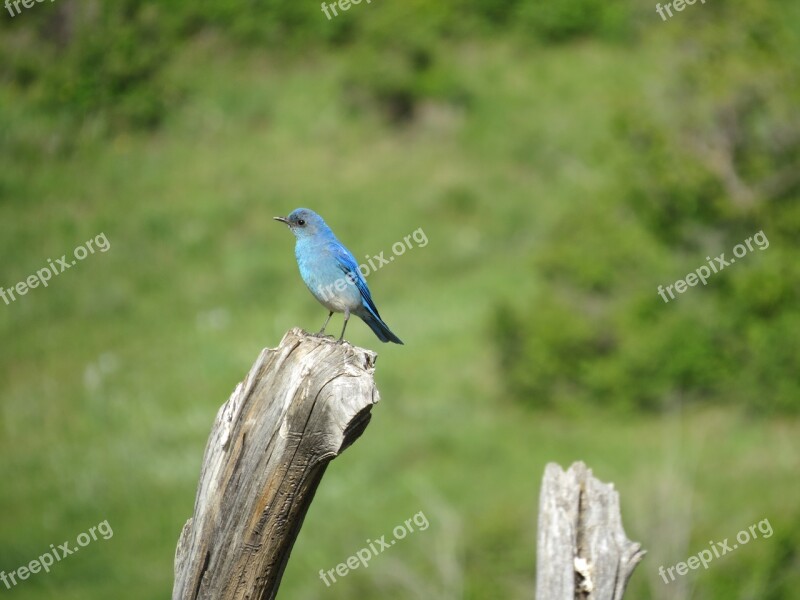 Bluebird Nature Bird Blue Feathers